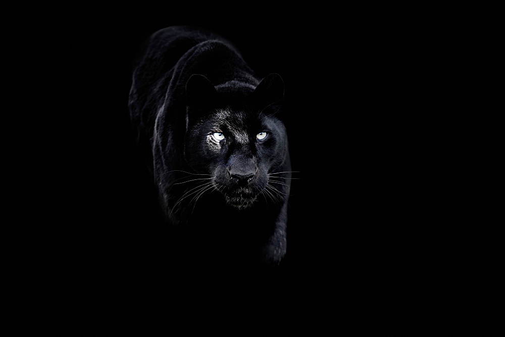 Black panther (black leopard) (Panthera onca), Montana, United States of America, North America