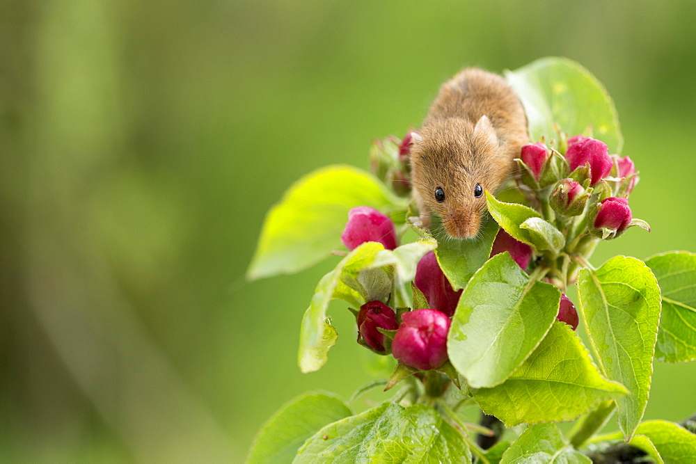 Eurasian harvest mouse (Micromys minutus), Devon, England, United Kingdom, Europe