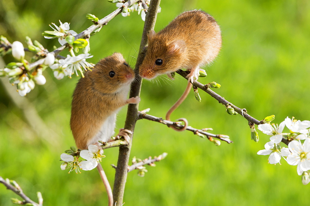 Eurasian harvest mouse (Micromys minutus), Devon, England, United Kingdom, Europe