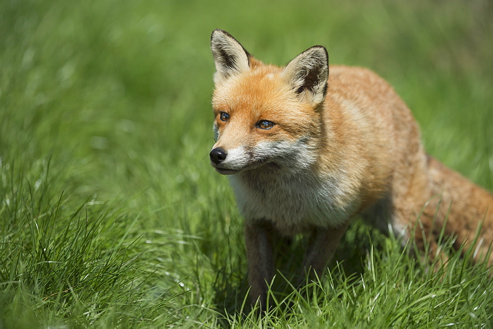 Red fox (Vulpes vulpes), Devon, England, United Kingdom, Europe