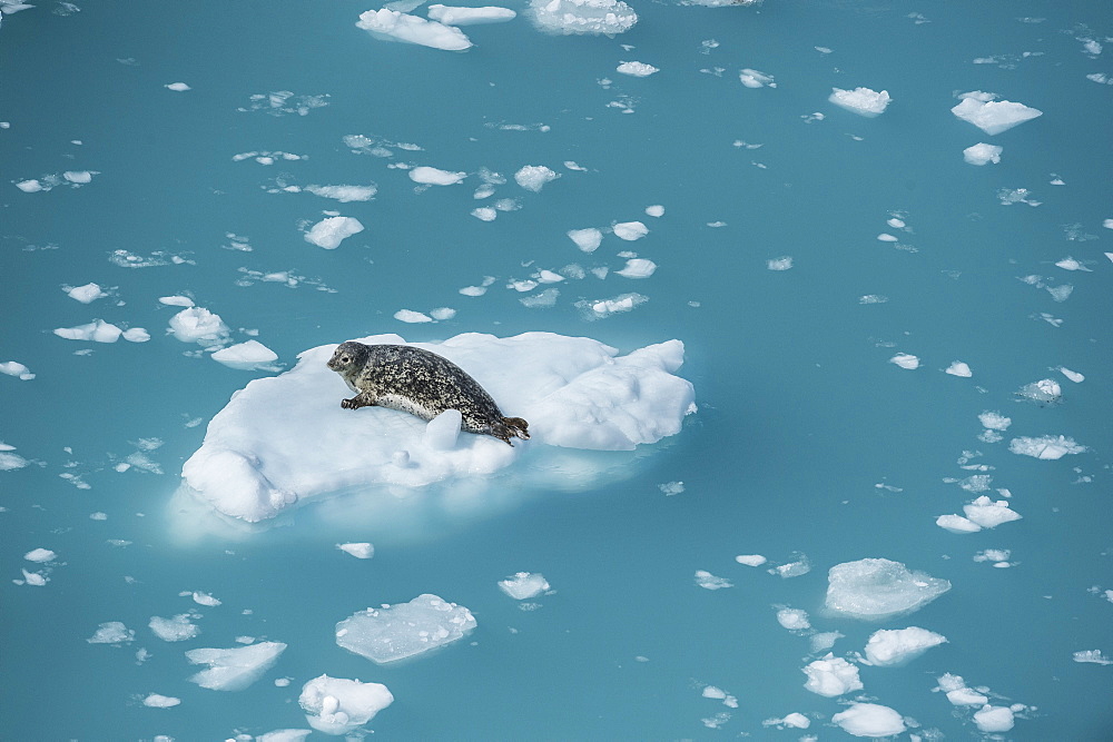 Harbour seal on ice floe, Glacier Bay, Alaska, United States of America, North America