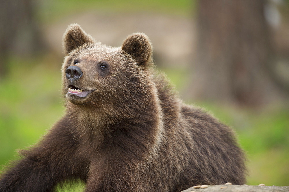 Brown bear (Ursus arctos), Finland, Scandinavia, Europe