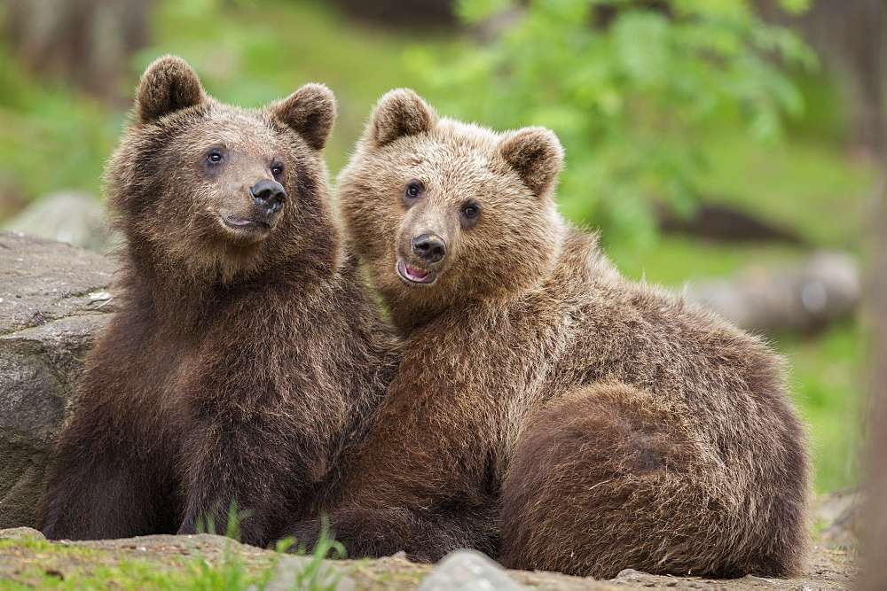 Brown bear (Ursus arctos), Finland, Scandinavia, Europe