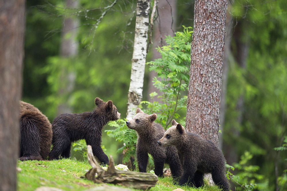 Brown bear cubs (Ursus arctos), Finland, Scandinavia, Europe