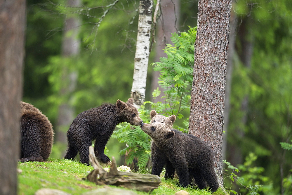 Brown bear cubs (Ursus arctos), Finland, Scandinavia, Europe