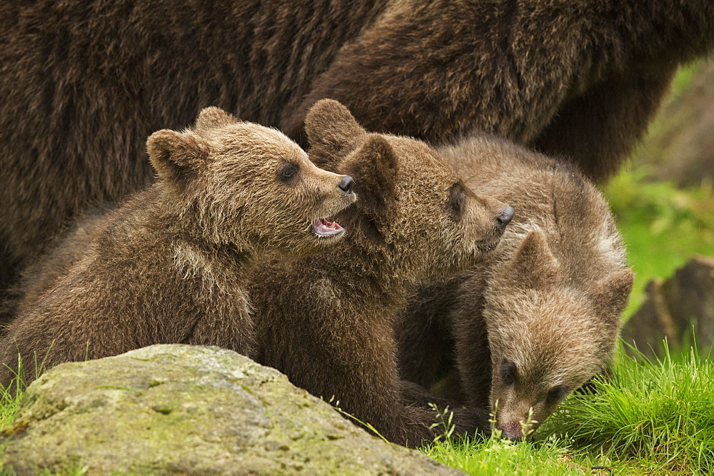 Brown bear cubs (Ursus arctos), Finland, Scandinavia, Europe