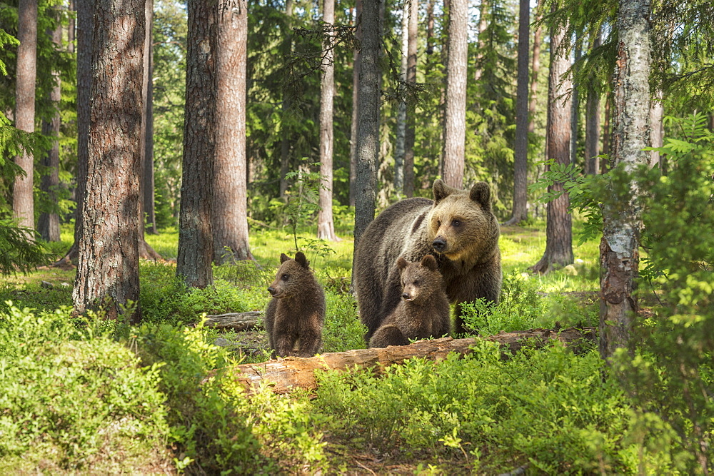 Brown bear family (Ursus arctos), Kuhmo, Finland, Scandinavia, Europe