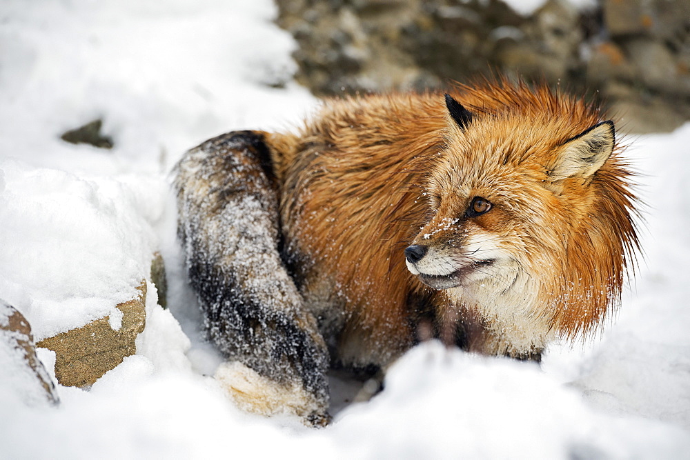 American red fox (Vulpes vulpes fulves), Montana, United States of America, North America