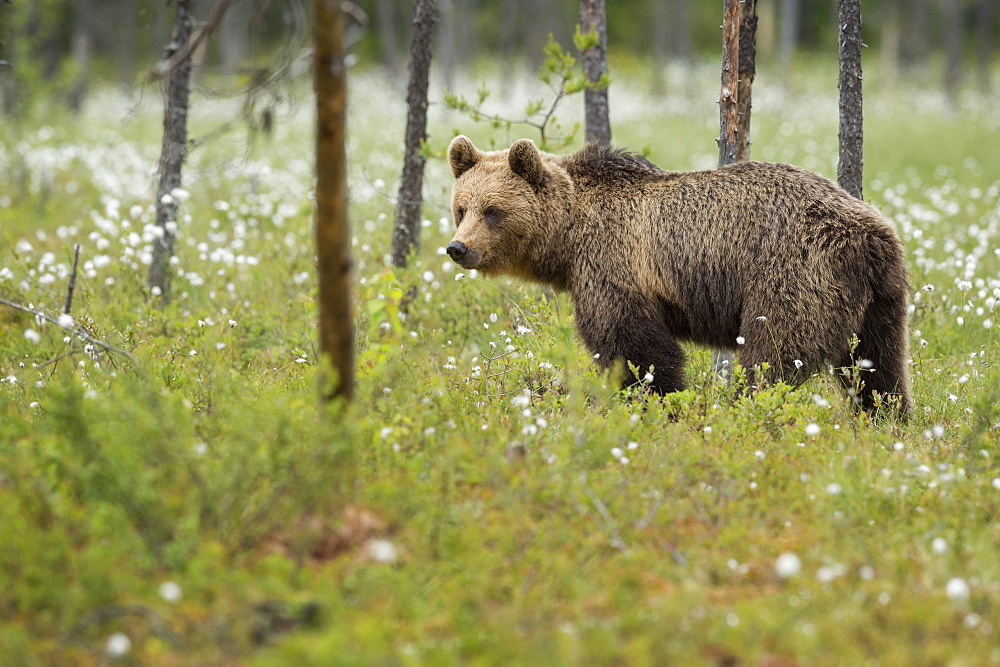 Brown bear (Ursus arctos), Finland, Scandinavia, Europe