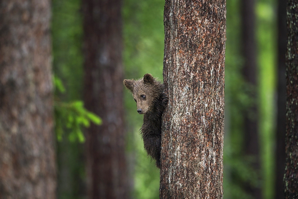 Brown bear cub (Ursus arctos) tree climbing, Finland, Scandinavia, Europe