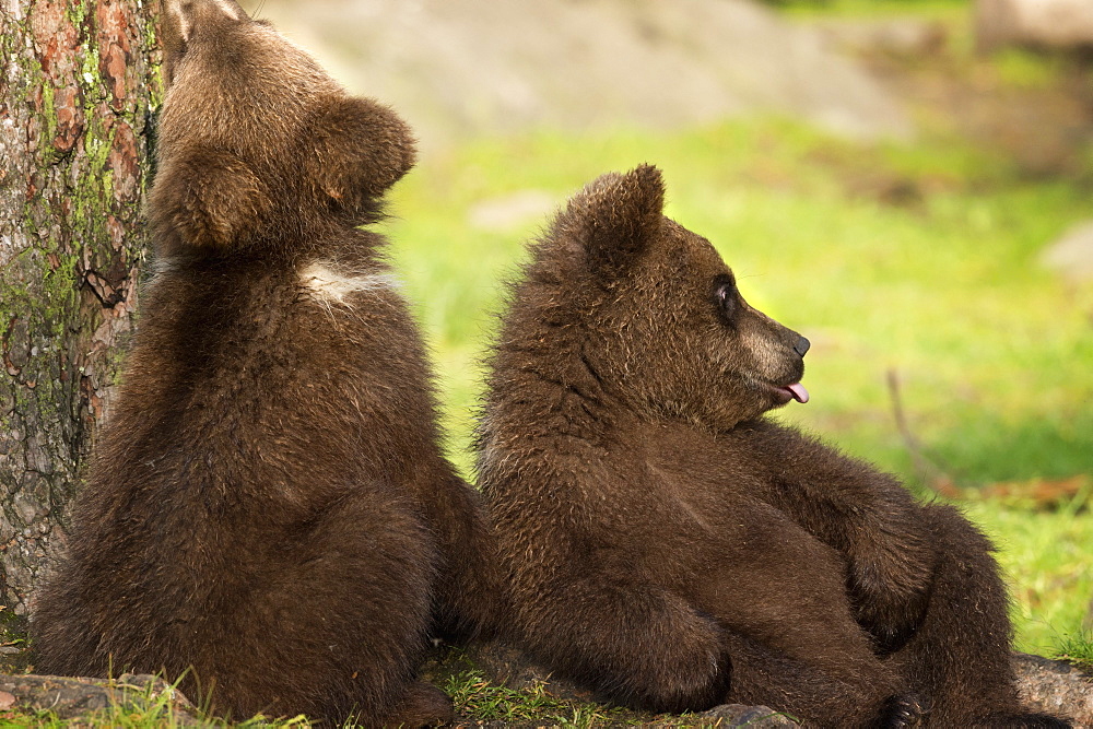 Brown bear cubs (Ursus arctos), Finland, Scandinavia, Europe