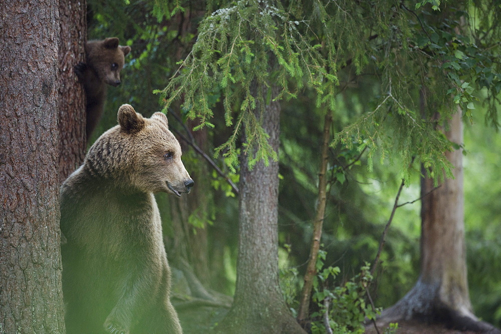 Brown bear (Ursus arctos), Kuhmo, Finland, Scandinavia, Europe