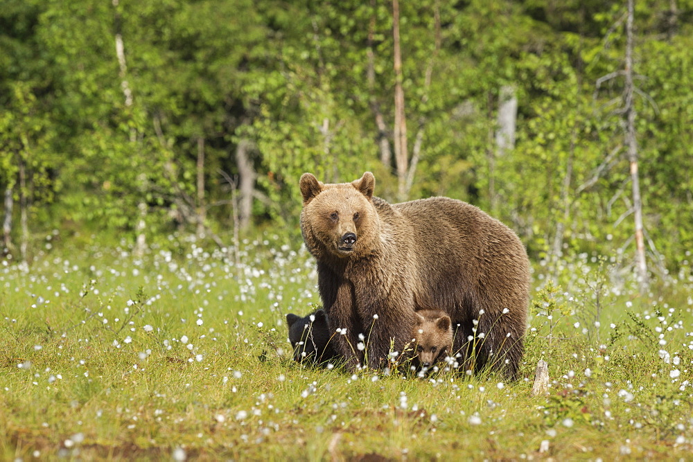 Brown bear with cubs (Ursus arctos), Kuhmo, Finland, Scandinavia, Europe