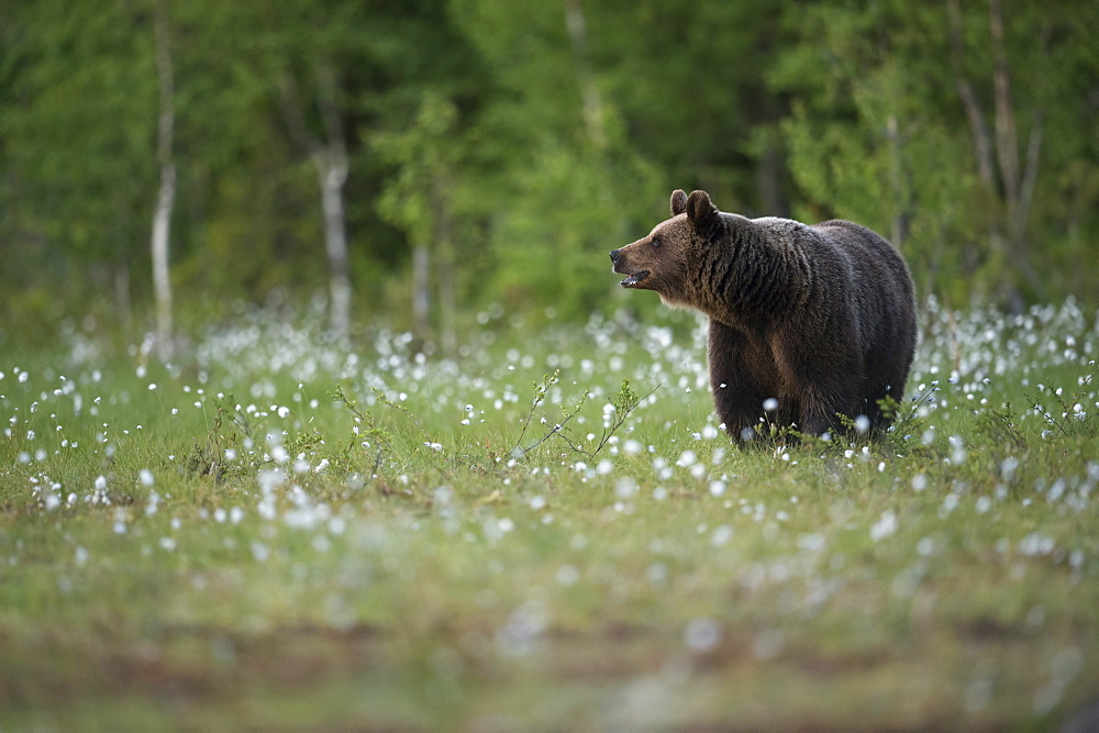 Brown bear (Ursus arctos), Kuhmo, Finland, Scandinavia, Europe