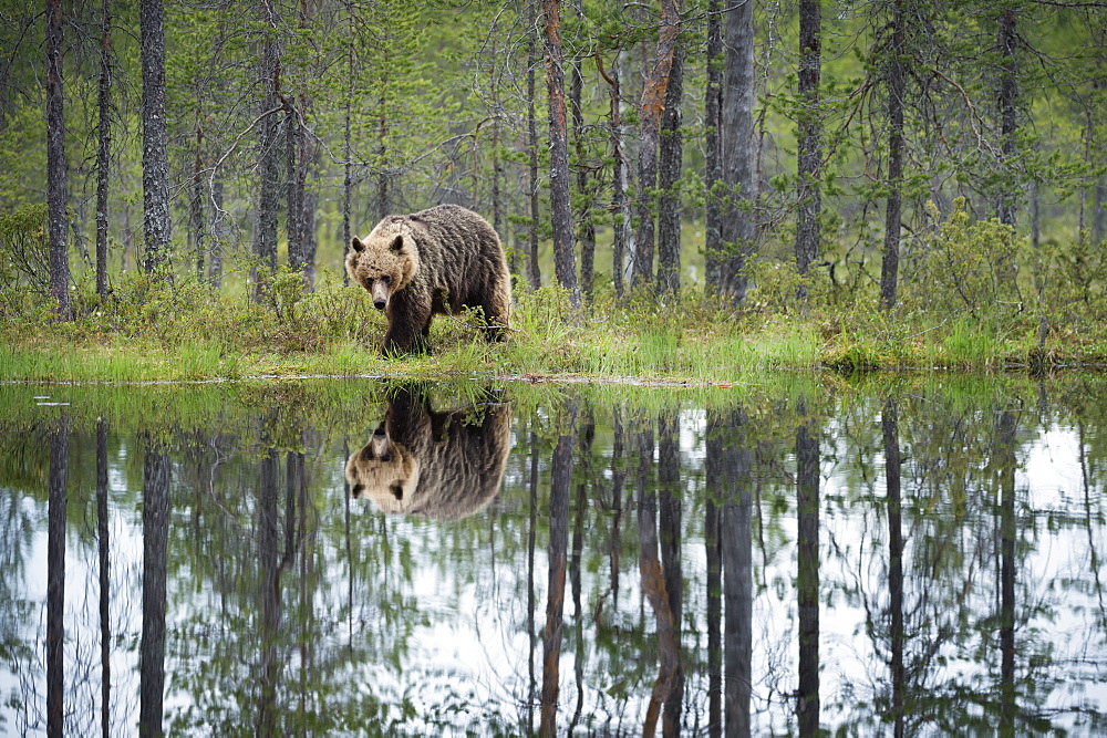 Brown bear (Ursus arctos), Kuhmo, Finland, Scandinavia, Europe