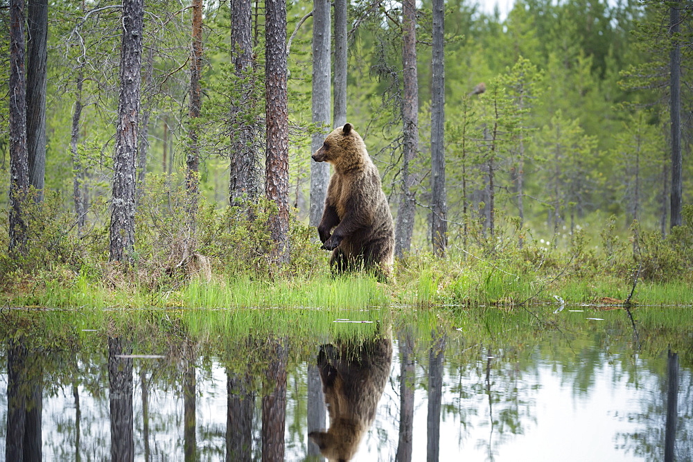 Brown bear (Ursus arctos), Kuhmo, Finland, Scandinavia, Europe