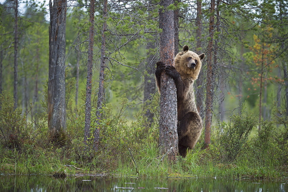 Brown bear (Ursus arctos), Kuhmo, Finland, Scandinavia, Europe