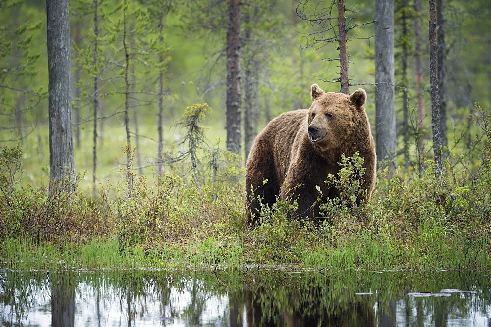 Brown bear (Ursus arctos), Kuhmo, Finland, Scandinavia, Europe