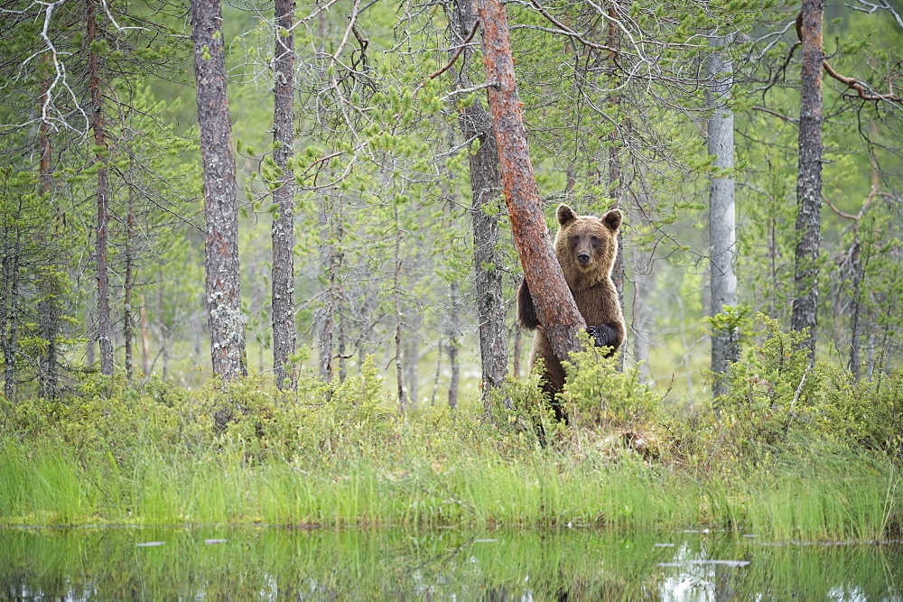 Brown bear (Ursus arctos), Kuhmo, Finland, Scandinavia, Europe