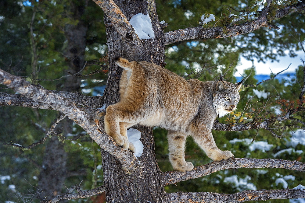 Canadian lynx (Lynx canadensis), Montana, United States of America, North America