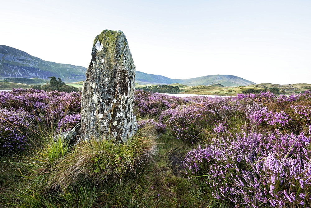 Standing stone and heather, Creggenan Lake, North Wales, Wales, United Kingdom, Europe