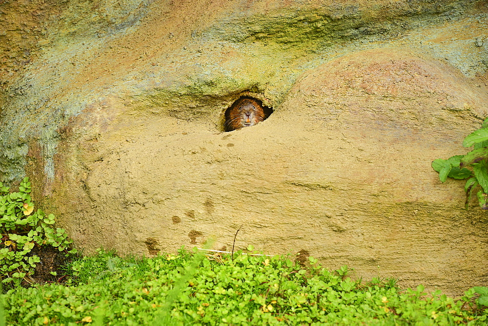 Water vole (Arvicola amphibius), Devon, England, United Kingdom, Europe