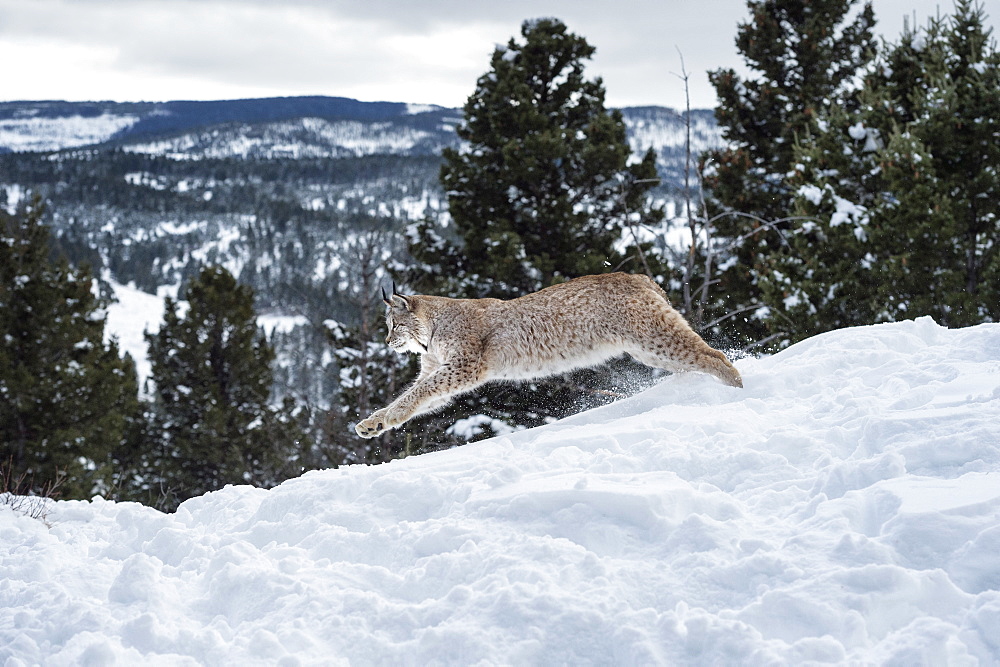 Siberian lynx (Iberian lynx) (Lynx lynx), Montana, United States of America, North America