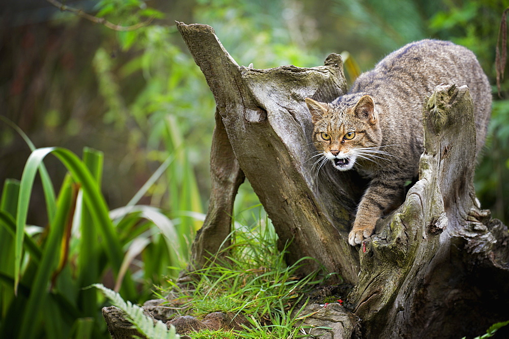 Scottish wildcat (Felix silvestris), Devon, England, United Kingdom, Europe