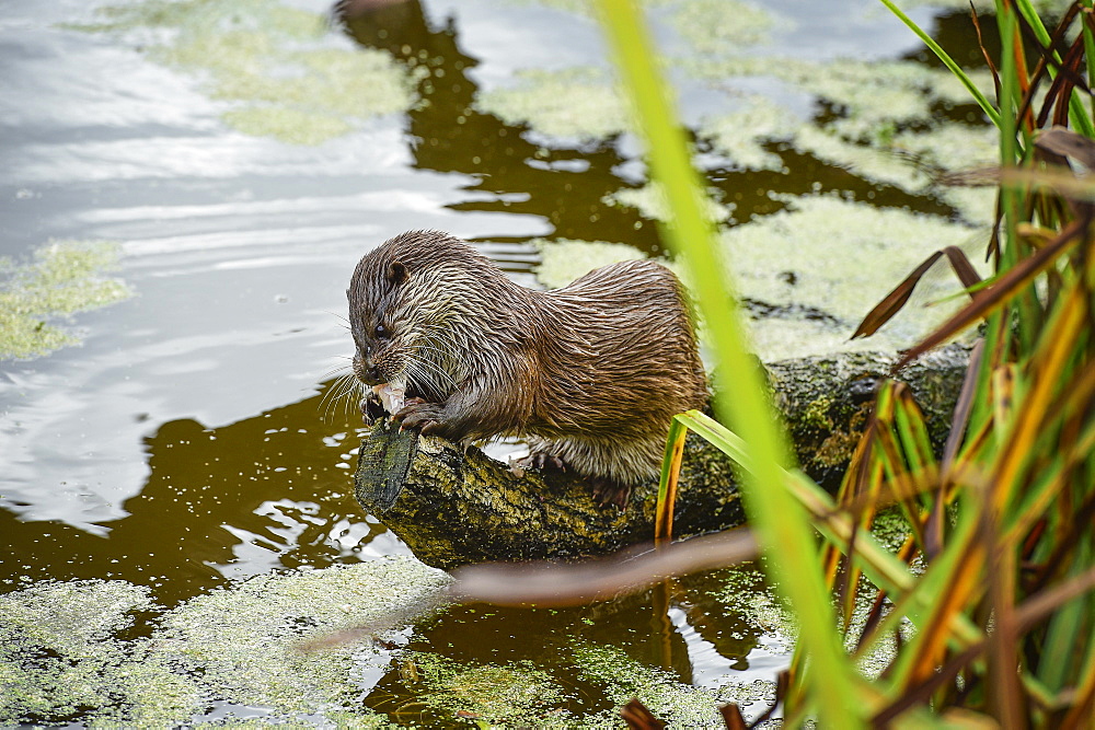 Otter, (Lutra lutra), Devon, United Kingdom, Europe