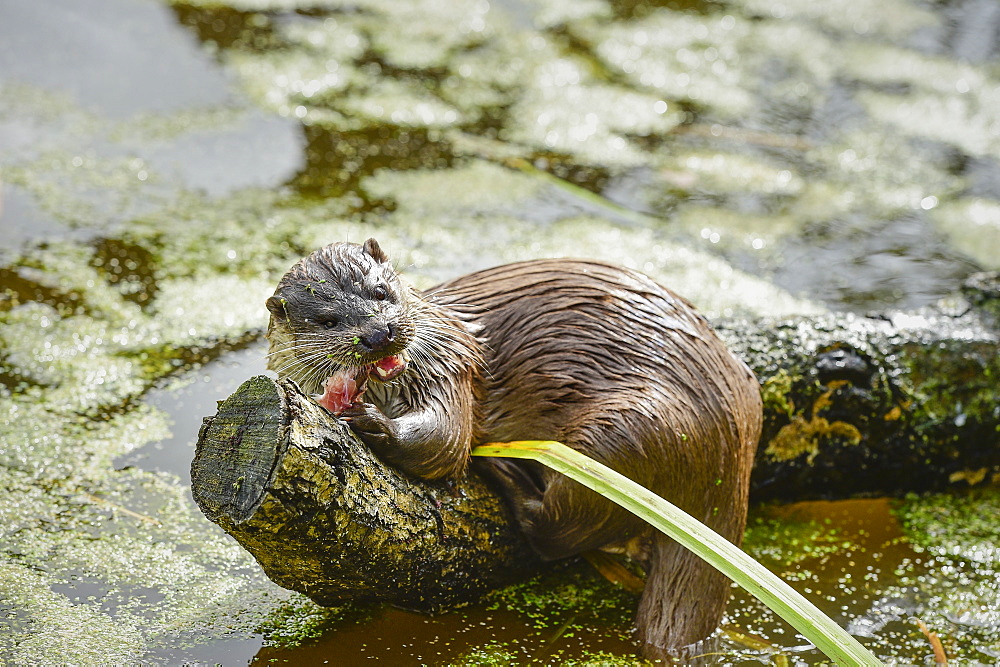 Otter (Lutra lutra), Devon, England, United Kingdom, Europe