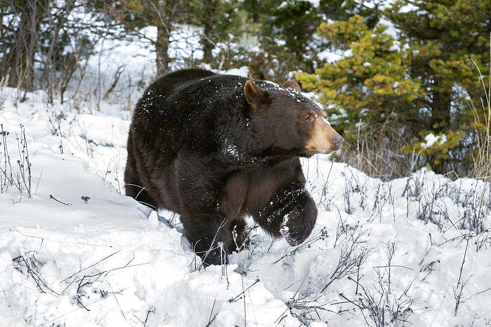 Black bear (Ursus Americanus), Montana, United States of America, North America