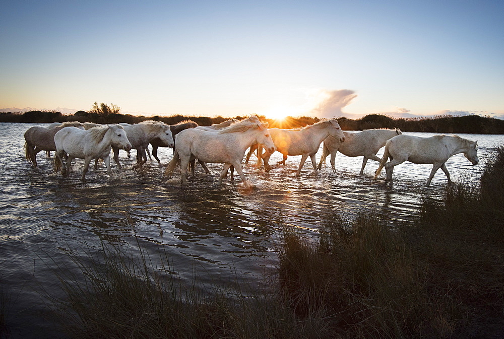 Wild white horses at sunset, Camargue, France, Europe