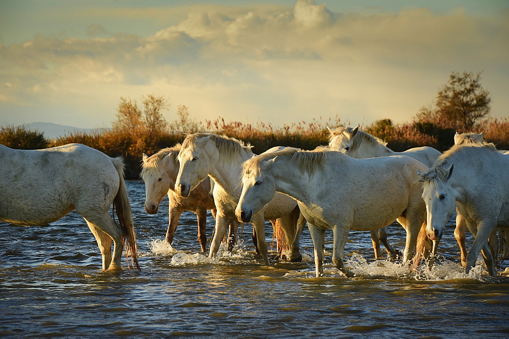 Wild white horses, Camargue, France, Europe