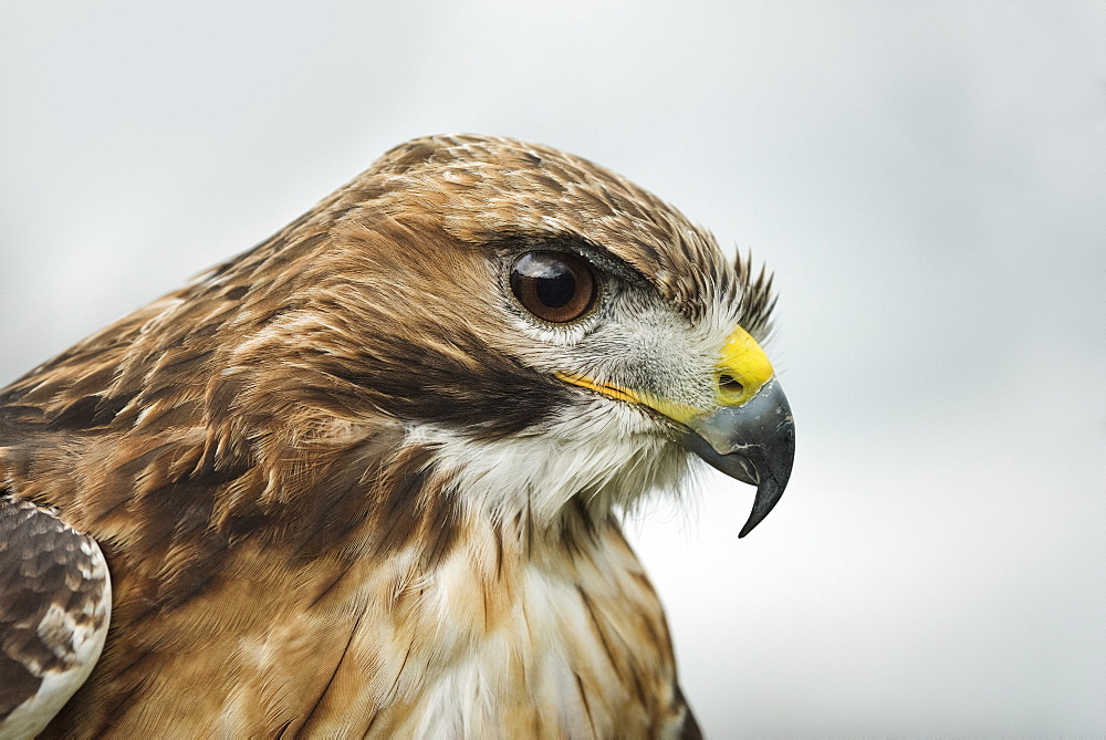 Red tailed hawk, an American raptor, bird of prey, United Kingdom, Europe