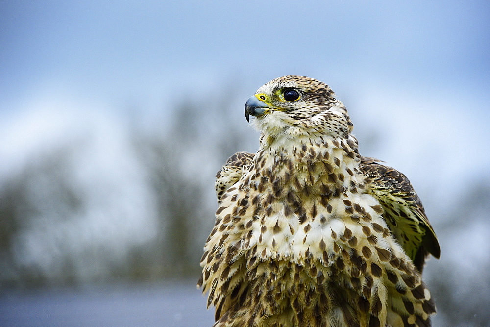 Red tailed hawk, an American raptor, bird of prey, United Kingdom, Europe