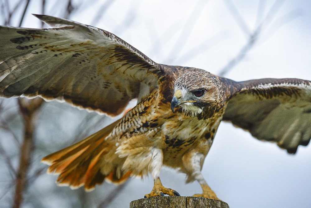 Red tailed hawk, an American raptor, bird of prey, United Kingdom, Europe