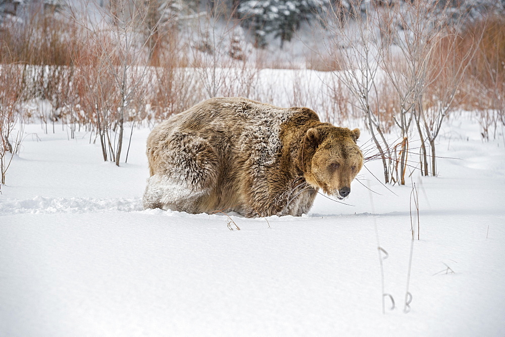 Brown bear (grizzly) (Ursus arctos), Montana, United States of America, North America