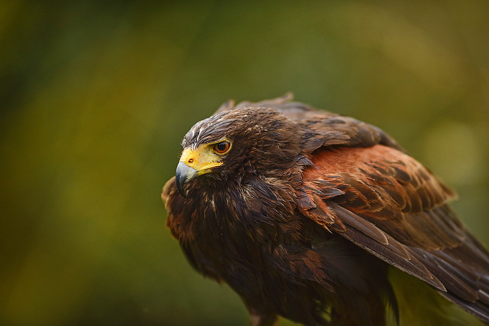 Harris hawk, United Kingdom, Europe