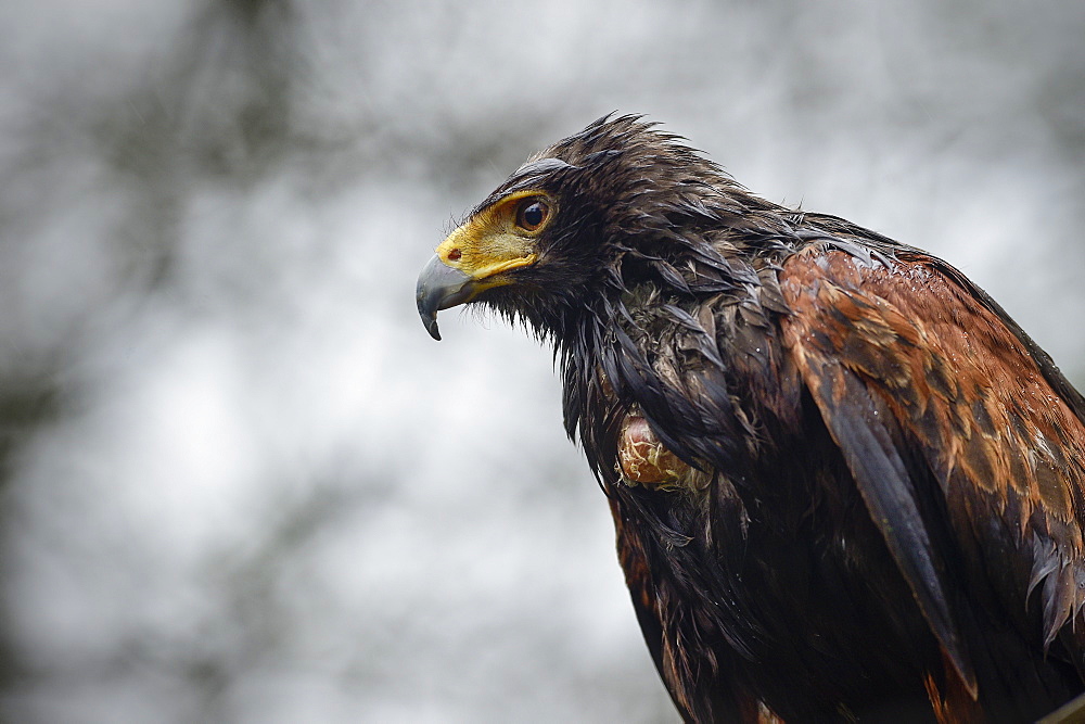 Harris hawk, United Kingdom, Europe