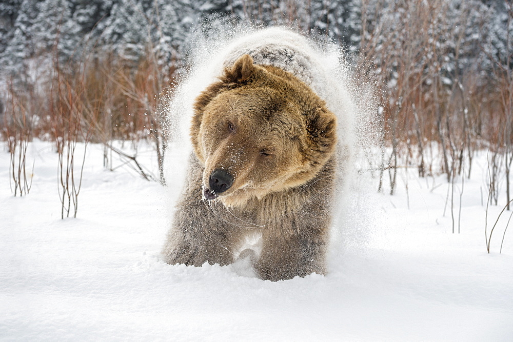 Brown bear (grizzly) (Ursus arctos), Montana, United States of America, North America