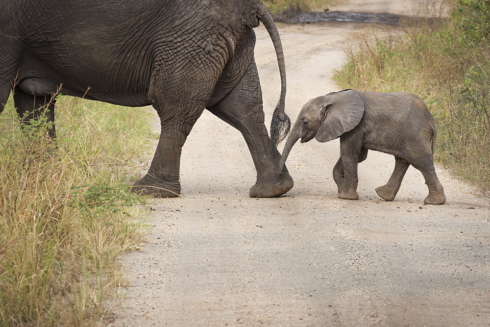 African elephant, Queen Elizabeth National Park, Uganda, Africa