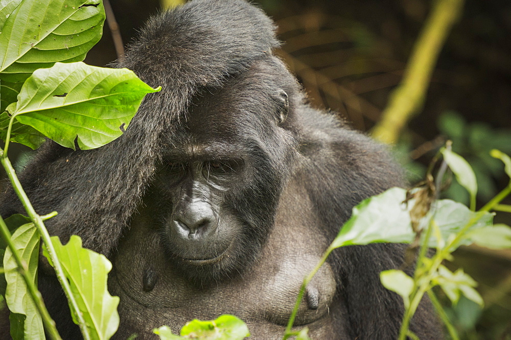 Mountain gorilla, Bwindi Impenetrable National Park, Uganda, Africa