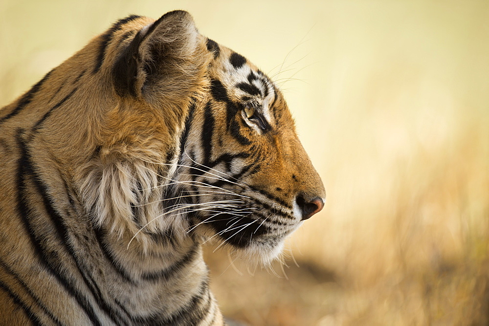 Bengal tiger, Ranthambhore National Park, Rajasthan, India, Asia