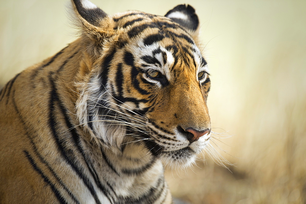 Bengal tiger, Ranthambhore National Park, Rajasthan, India, Asia