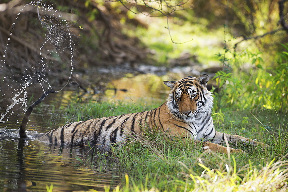 Bengal tiger, Ranthambhore National Park, Rajasthan, India, Asia