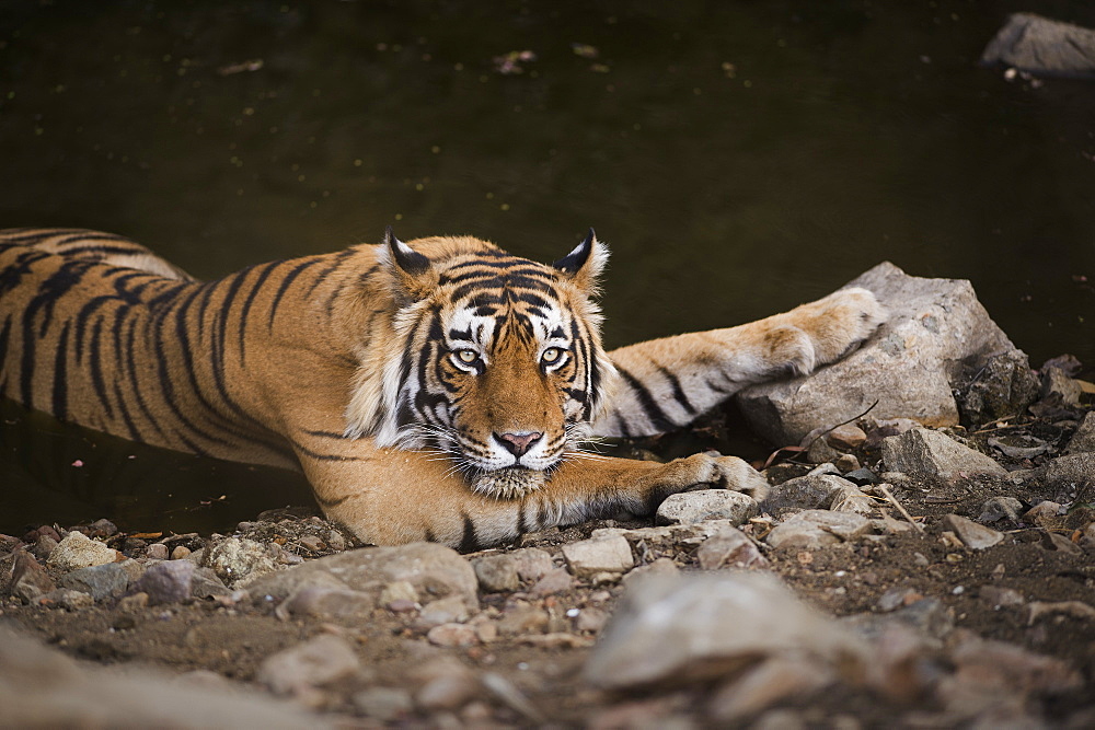 Bengal tiger, Ranthambhore National Park, Rajasthan, India, Asia