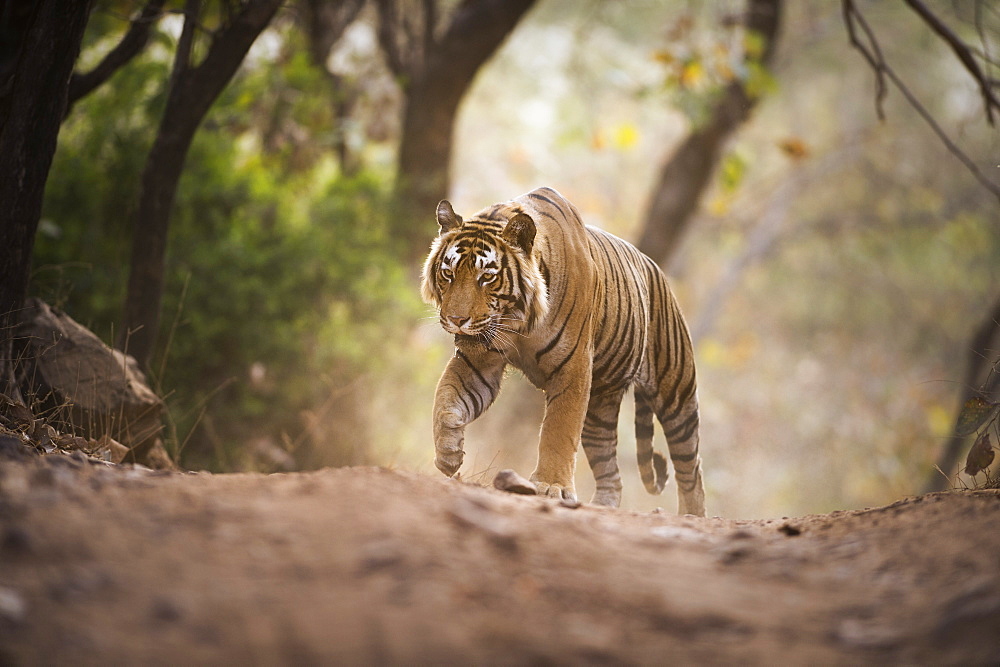 Bengal tiger, Ranthambhore National Park, Rajasthan, India, Asia