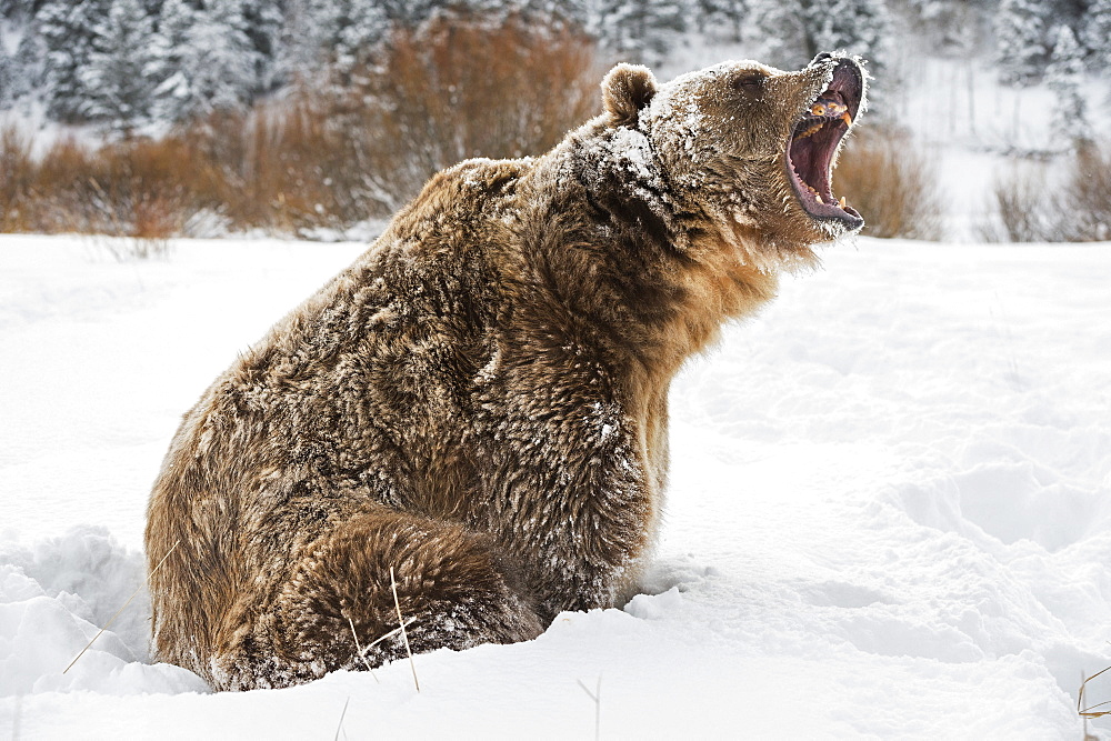 Brown bear (grizzly) (Ursus arctos), Montana, United States of America, North America