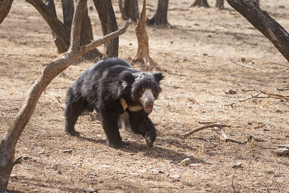 Sloth bear, Ranthambhore National Park, Rajasthan, India, Asia