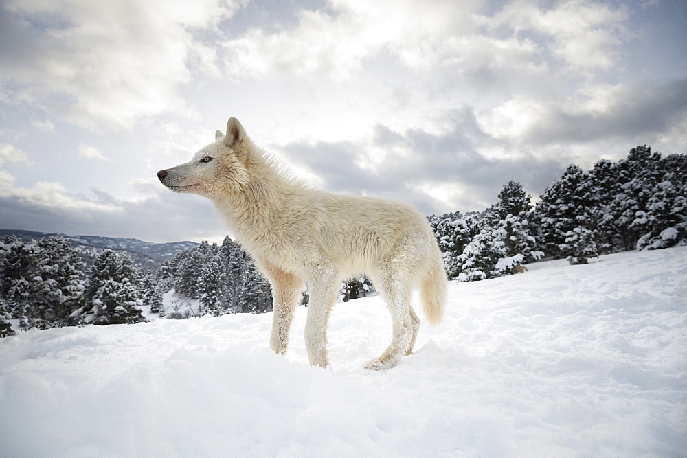 Arctic wolf (Canis lupus arctos), Montana, United States of America, North America